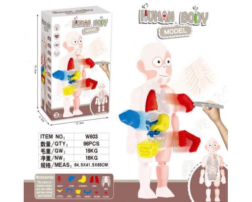 Детская развивающая и обучающая игрушка Модель тела человека Human Body Model