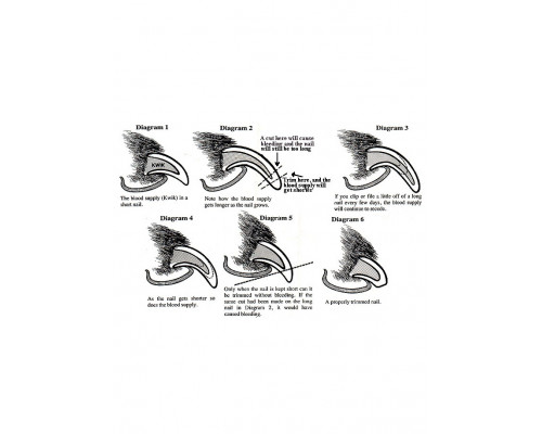 Когтерезка Illuminated Nail Clipper для животных